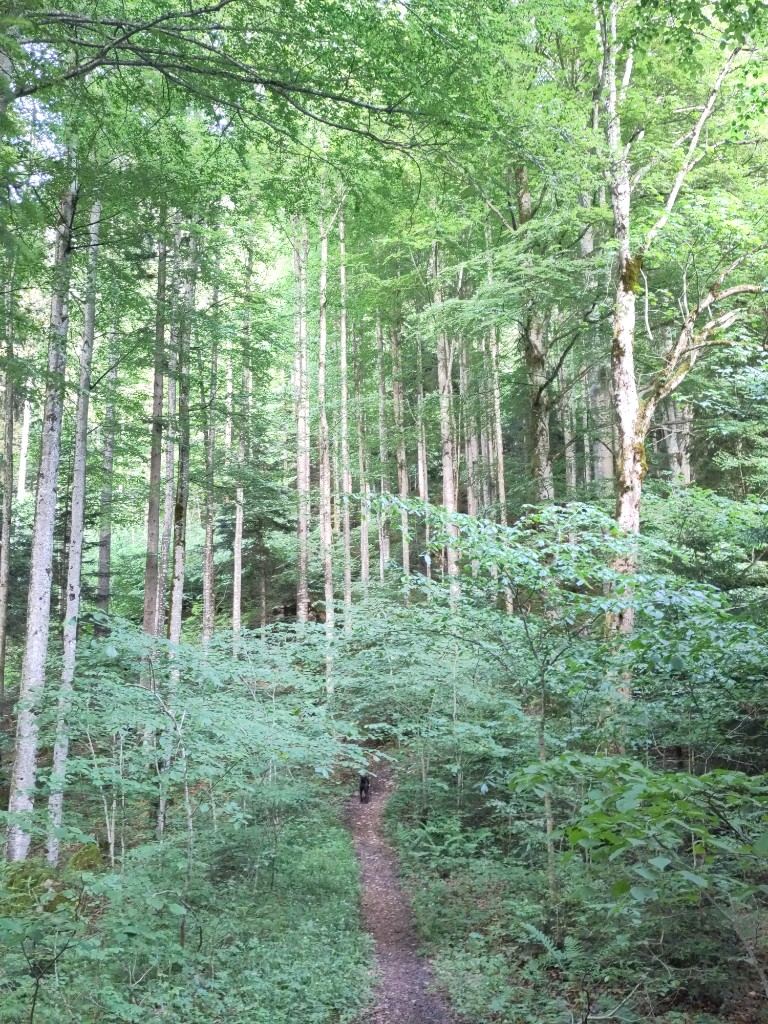 Schmaler Pfad, der sich durch einen lichten Buchen- und Tannenwald bergab windet.